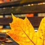 淚成河，喚母歸(全集)